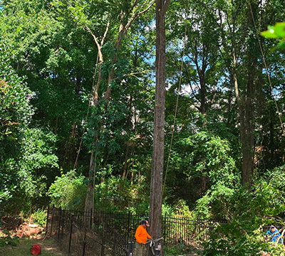 portfolio image 1